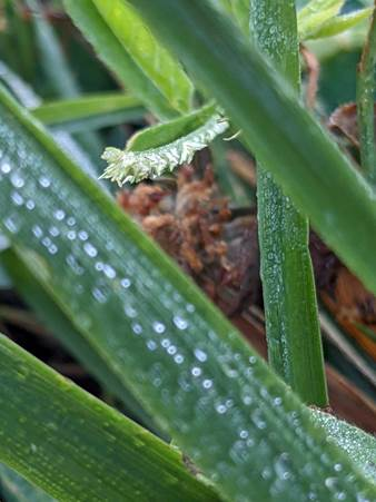image0176